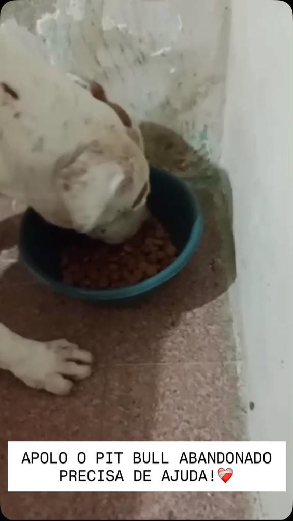 Apolo, cachorro de porte médio para adoção em São Lourenço - MG