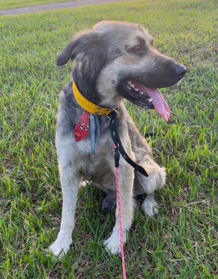 Logan, cachorro de porte médio para adoção em Jaraguá - GO