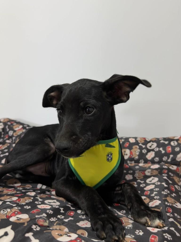 Amor, cachorro de porte pequeno para adoção em Goianésia - GO