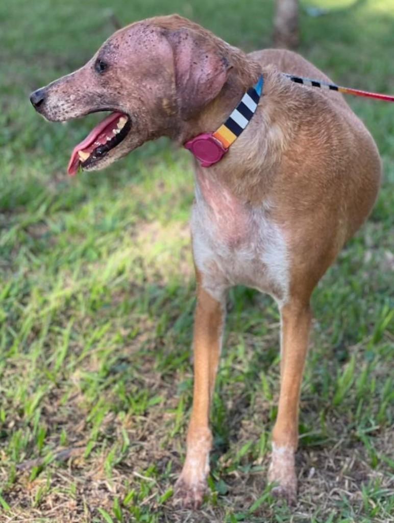 Thed, cachorro de porte médio para adoção em Goianésia - GO