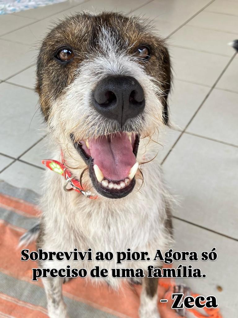 Zeca, cachorro de porte médio para adoção em Goianésia - GO