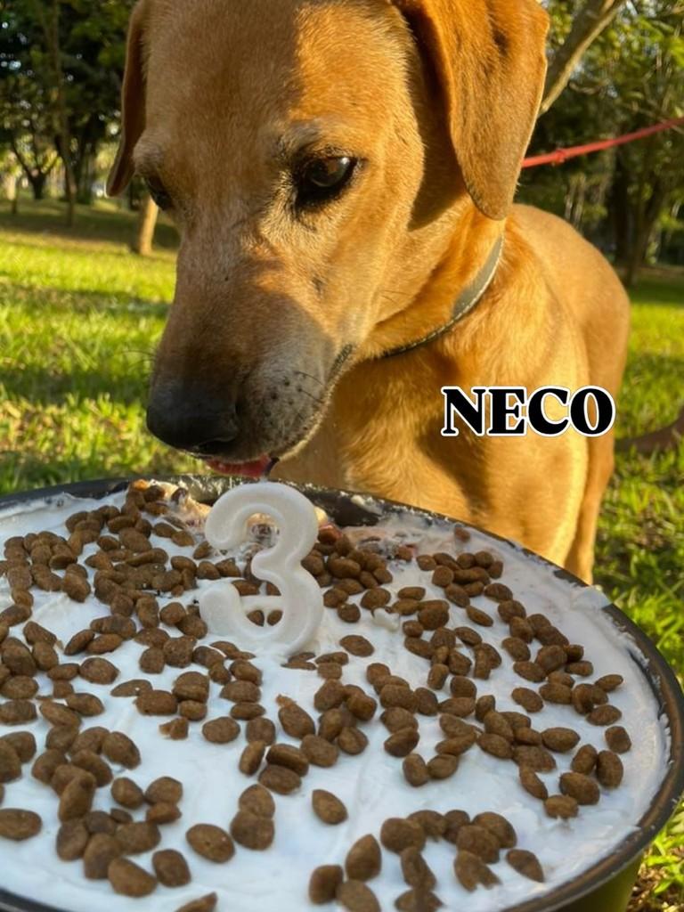 Neco, cachorro de porte médio para adoção em Goianésia - GO
