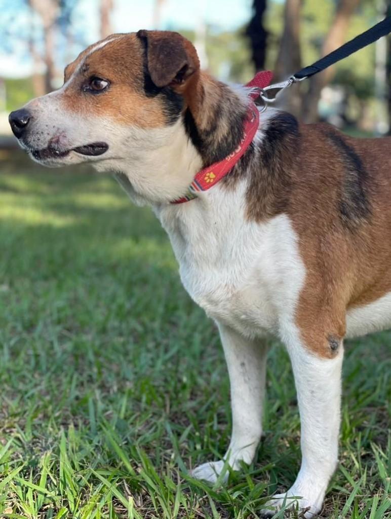 Bob, cachorro de porte médio para adoção em Goianésia - GO