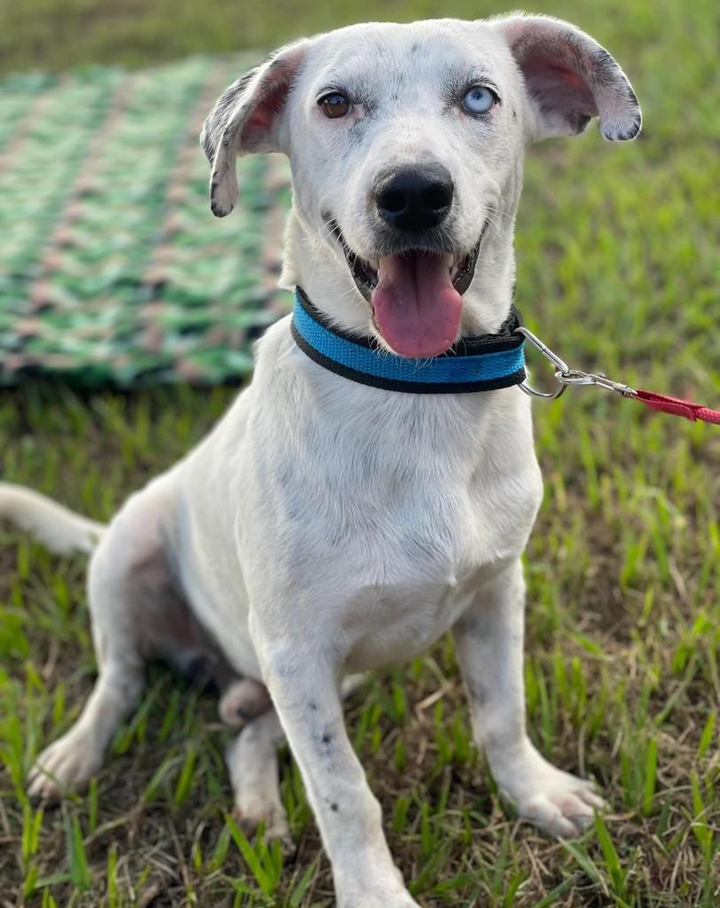 Nevasca, cachorro de porte médio para adoção em Goianésia - GO
