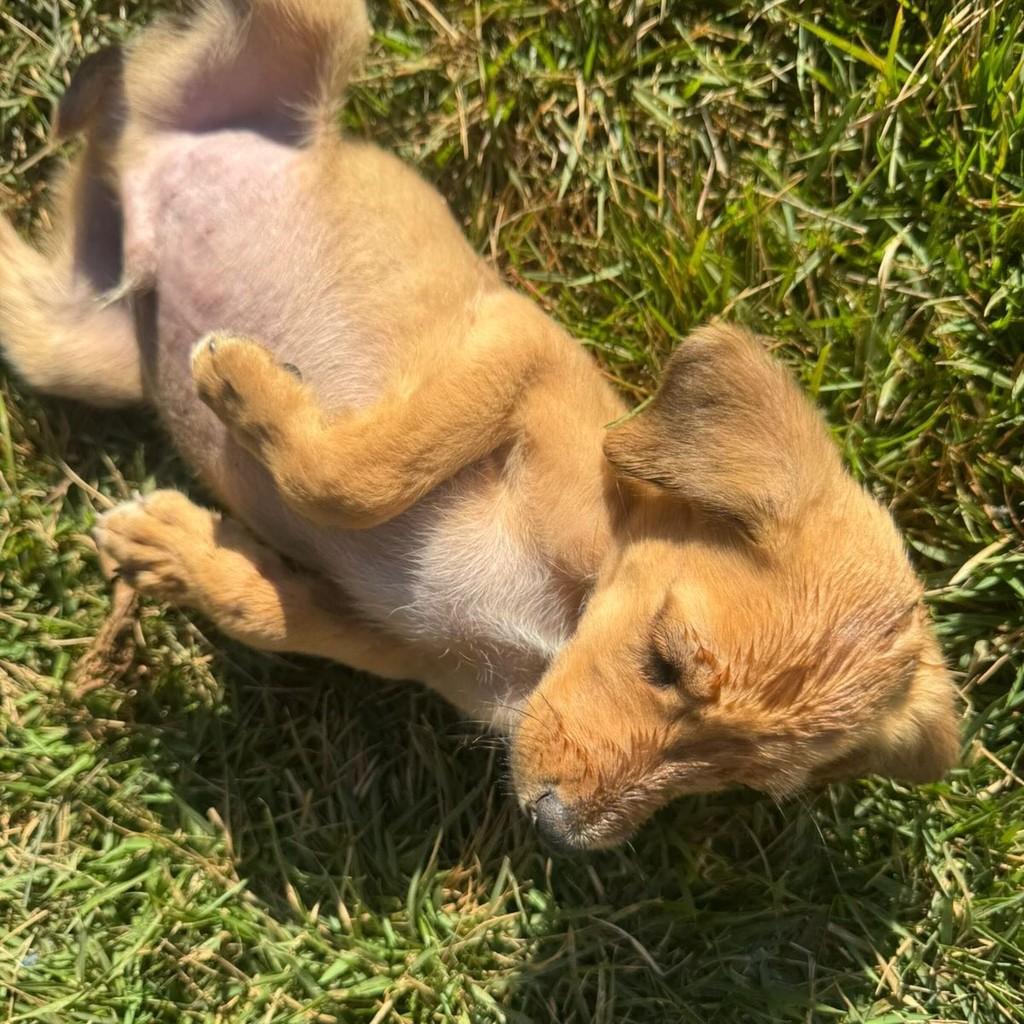 Lindão, cachorro de porte pequeno para adoção em Goianésia - GO