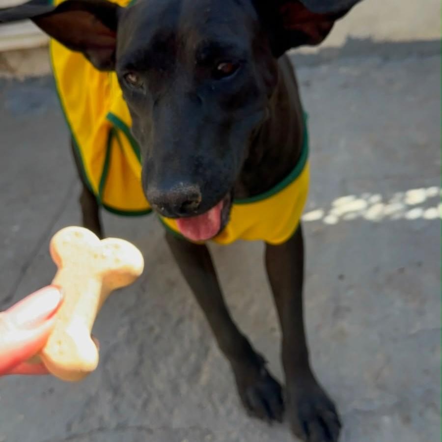 Lady, cachorro de porte médio para adoção em Goianésia - GO