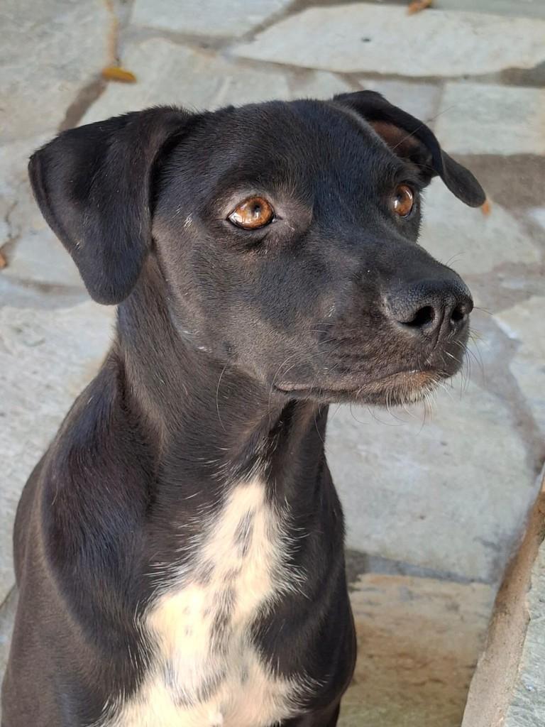 Oreo, cachorro de porte pequeno para adoção em Goianésia - GO