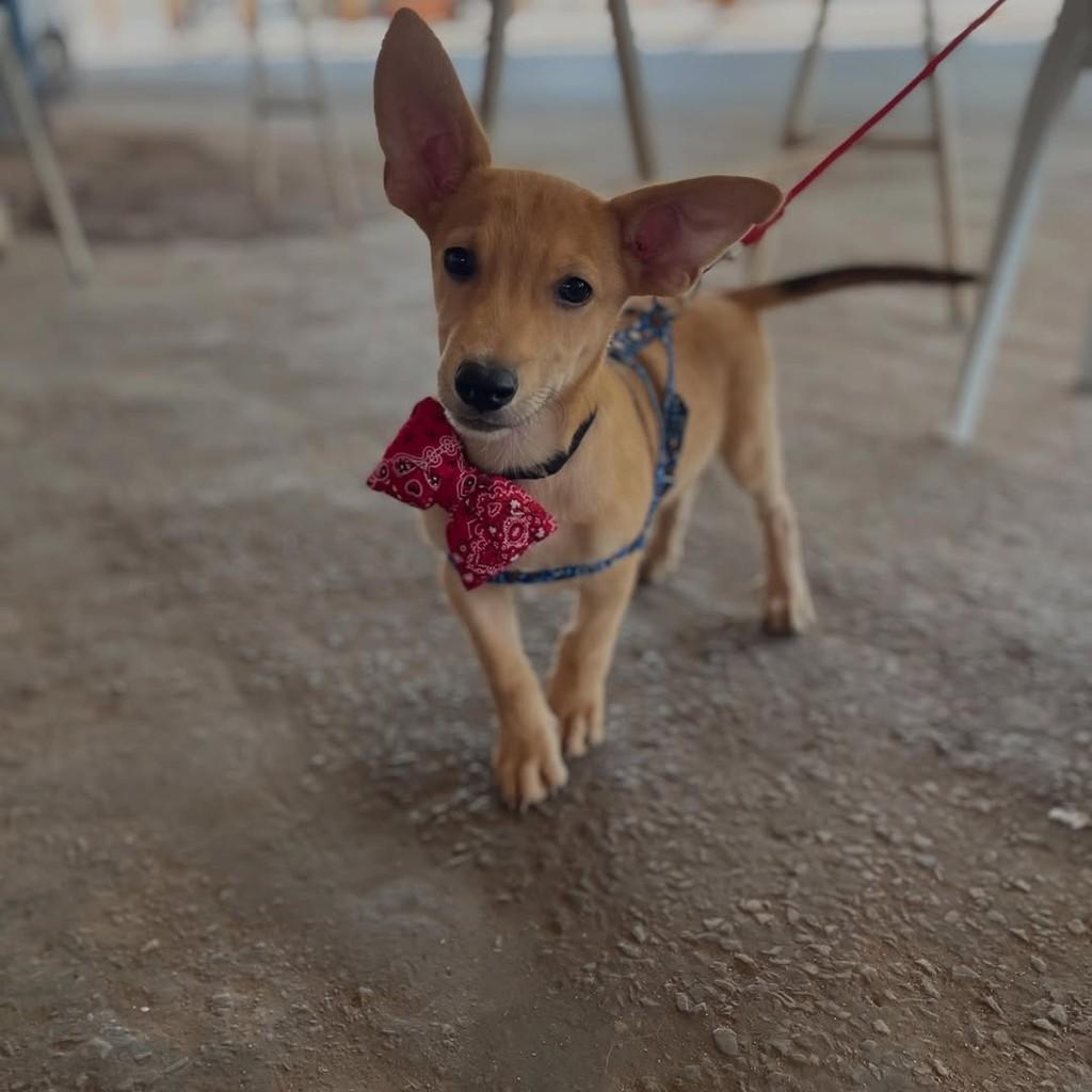 Dumbo, cachorro de porte pequeno para adoção em Goianésia - GO
