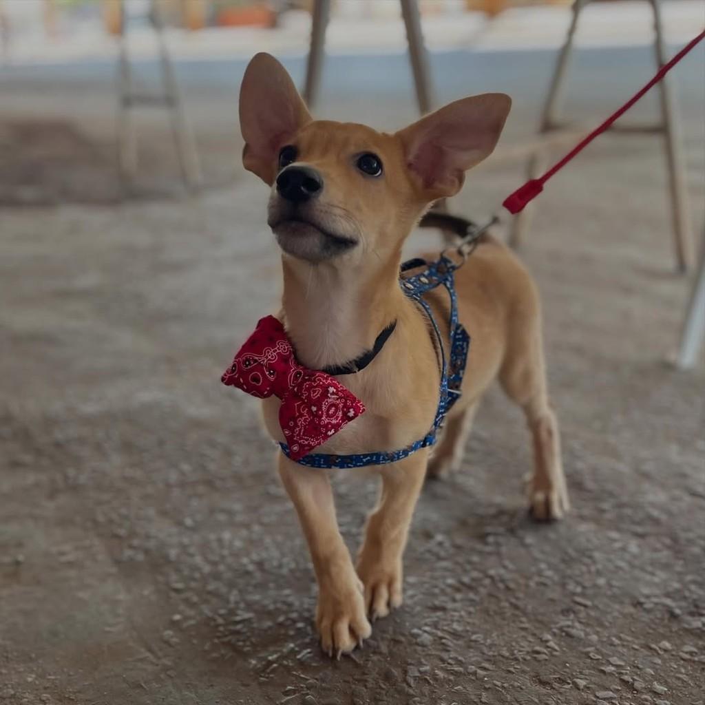 Dumbo, cachorro de porte pequeno para adoção em Goianésia - GO — foto 2 de 4