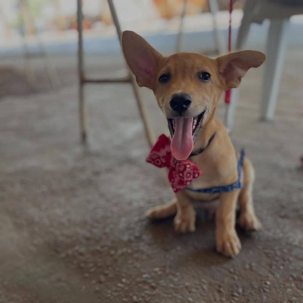 Dumbo, cachorro de porte pequeno para adoção em Goianésia - GO — foto 3 de 4