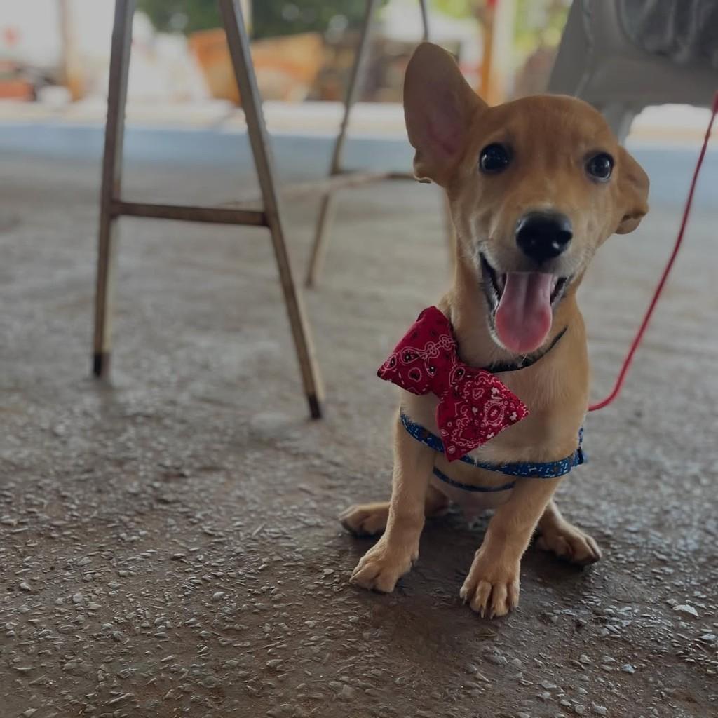 Dumbo, cachorro de porte pequeno para adoção em Goianésia - GO — foto 4 de 4