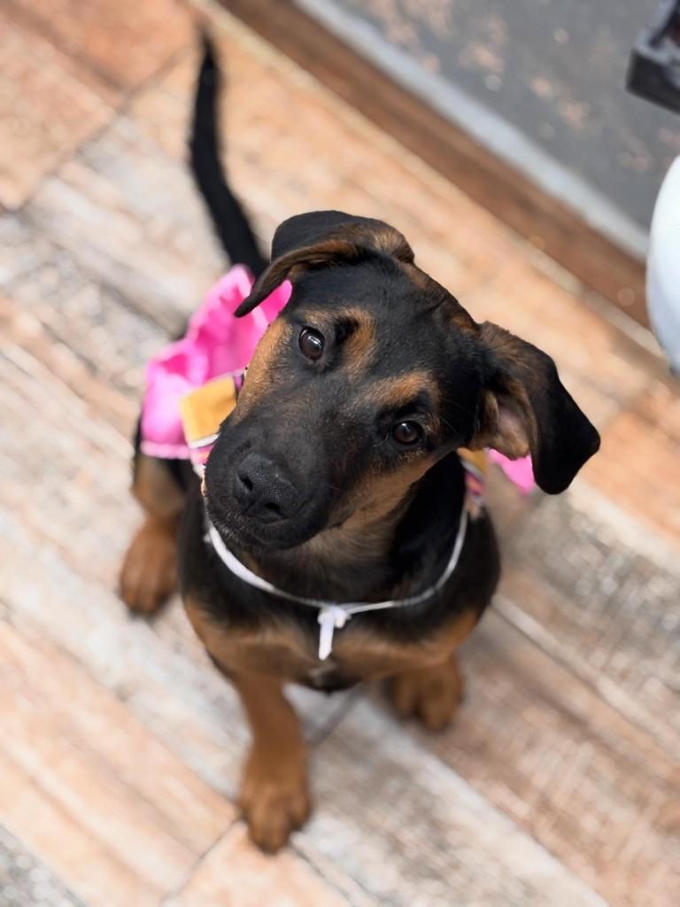 Carminha, cadela de porte pequeno para adoção em São Paulo - SP