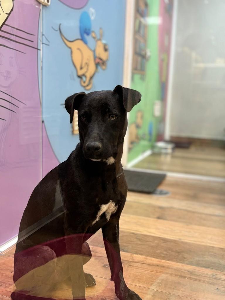 Péricles, cachorro de porte médio para adoção em São Paulo - SP