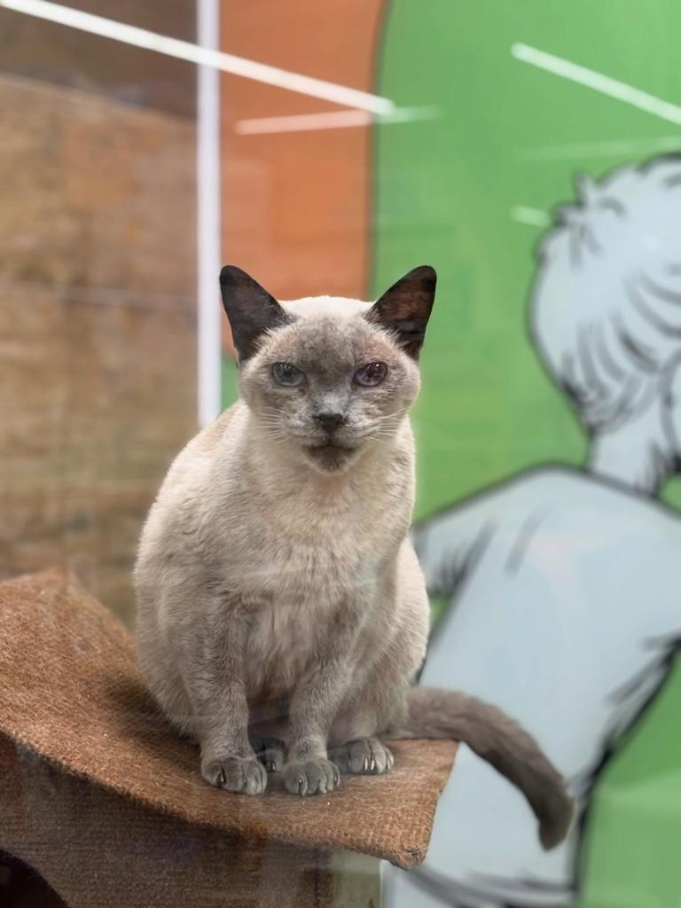 Dora, gato de porte pequeno para adoção em São Paulo - SP