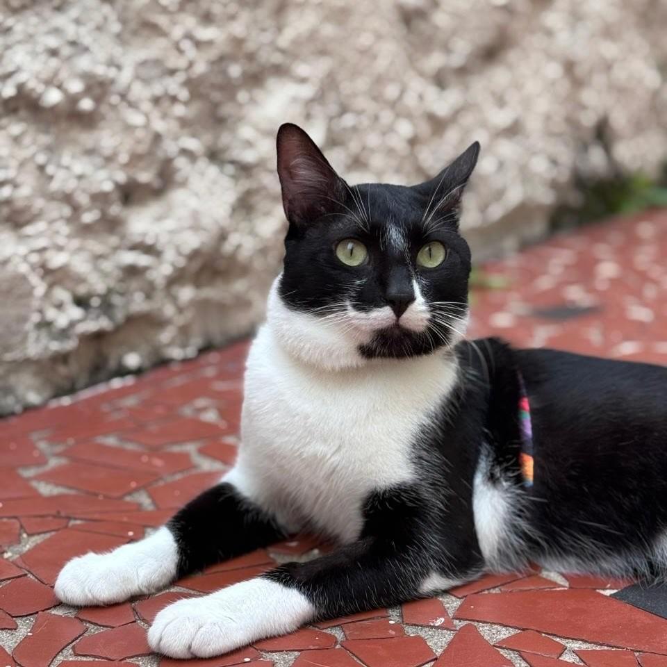 Ozzy, gato de porte médio para adoção em São Paulo - SP