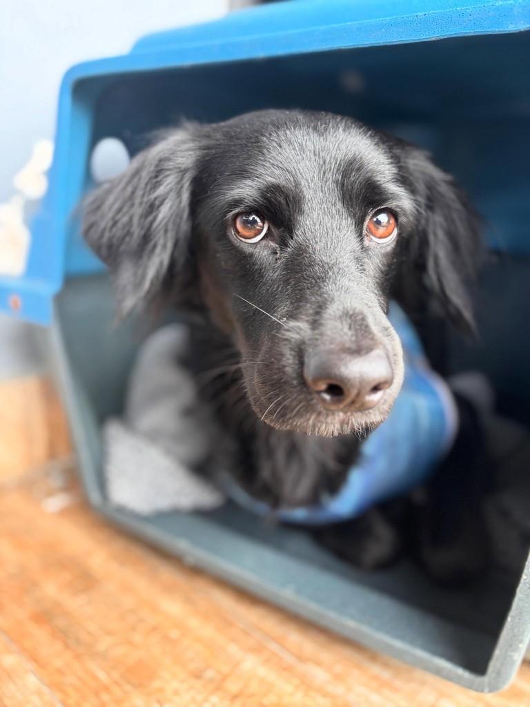 Ozzy, cachorro de porte pequeno para adoção em São Paulo - SP
