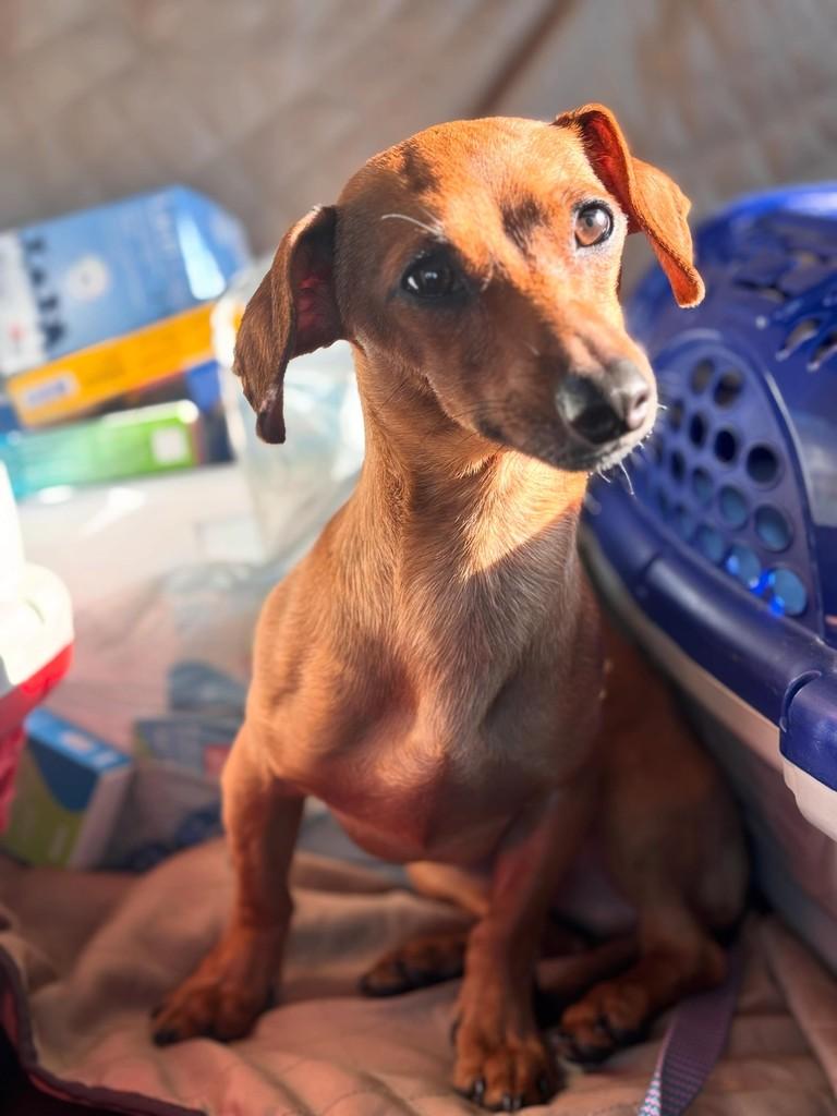 Giovanni, cachorro de porte pequeno para adoção em São Paulo - SP