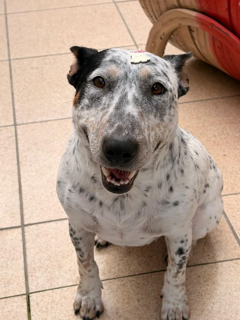 Laika, cadela de porte médio para adoção em São Paulo - SP