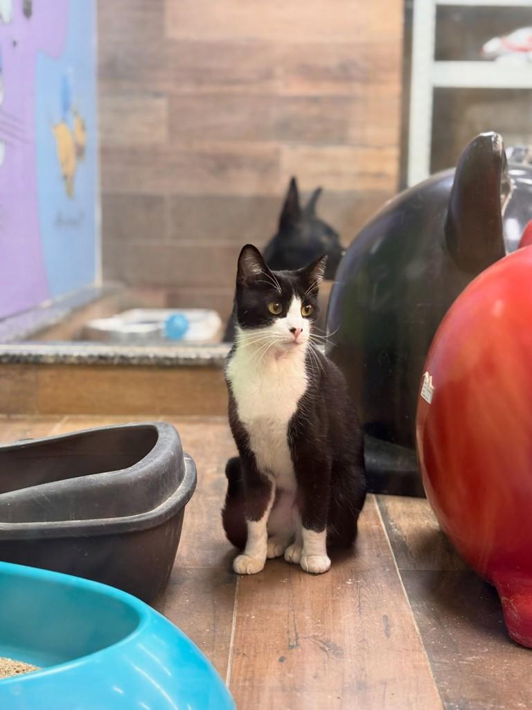 Mia, gata de porte pequeno para adoção em São Paulo - SP