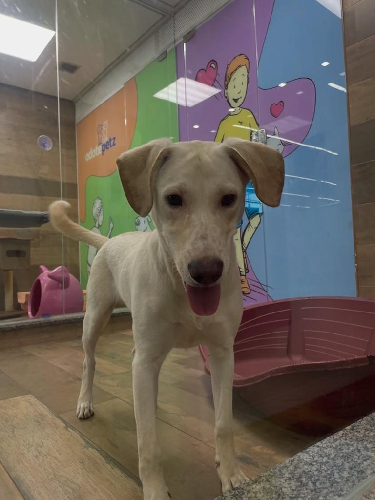 Apólo, cachorro de porte médio para adoção em São Paulo - SP