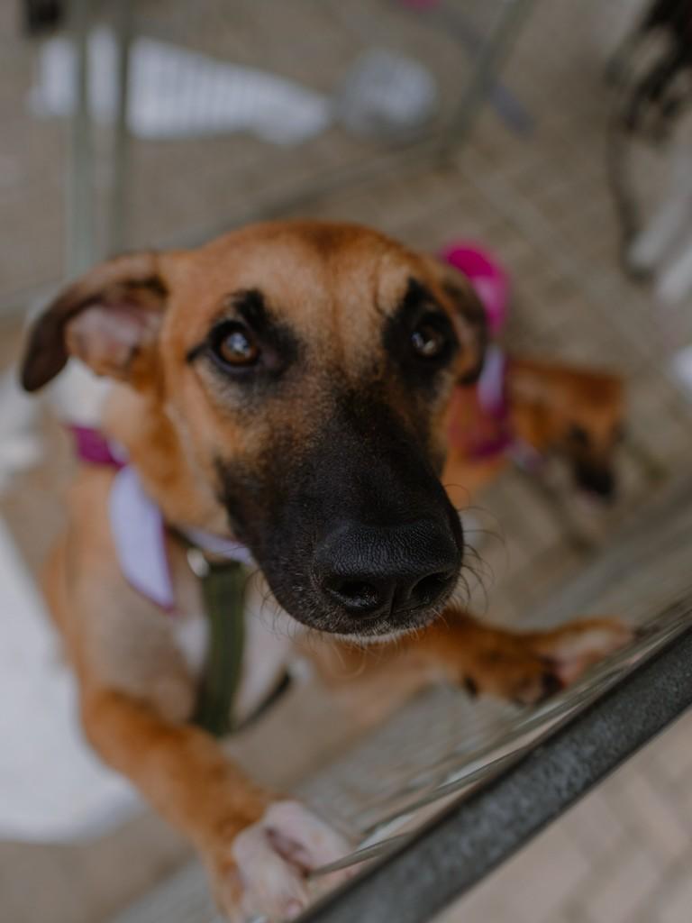 Simba, cachorro de porte médio para adoção em São Paulo - SP