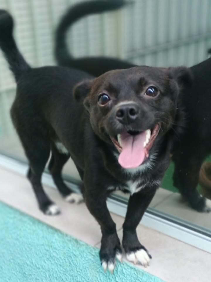 Joaquim, cachorro de porte pequeno para adoção em São Paulo - SP