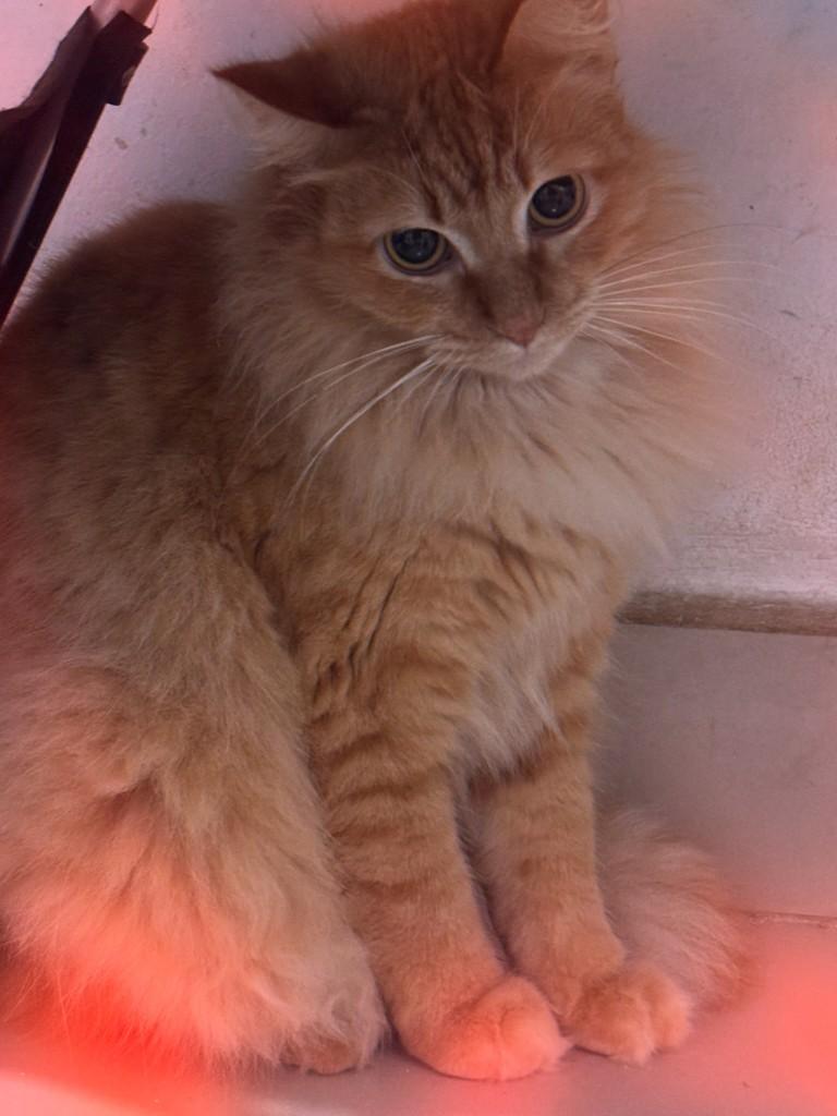 Ruivinha, gata de porte médio para adoção em São Paulo - SP