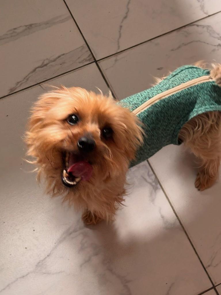 Júlio, cachorro de porte pequeno para adoção em São Paulo - SP