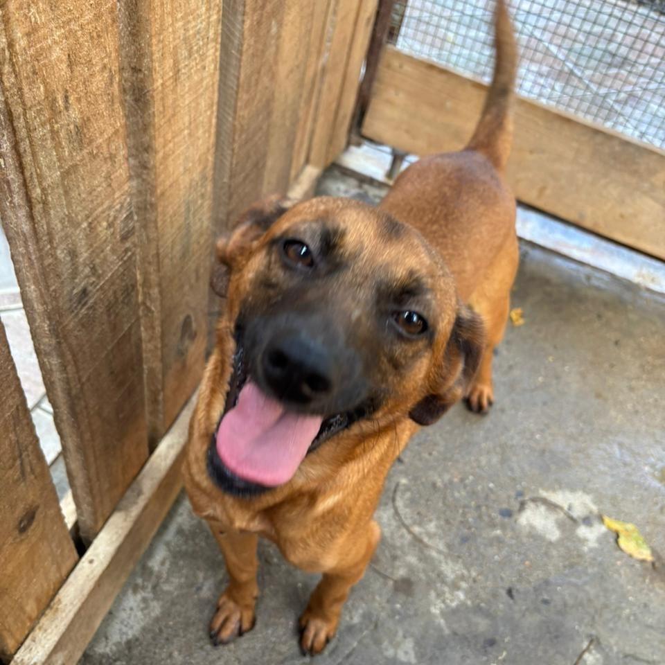 Lírio, cachorro de porte médio para adoção em Bento Gonçalves - RS