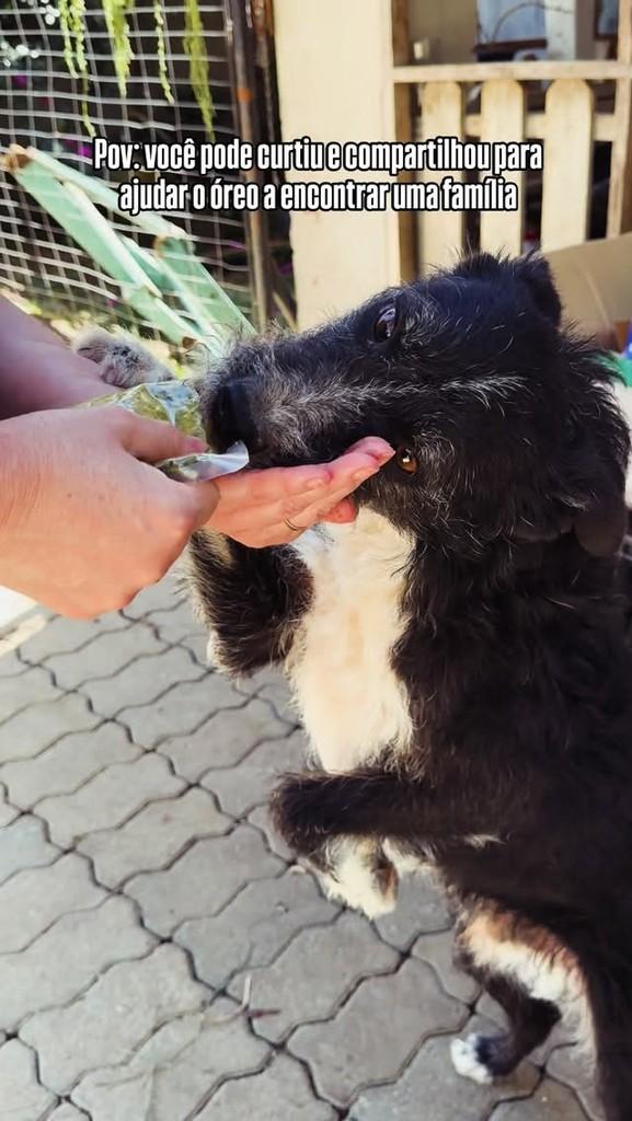 Óreo, cachorro de porte pequeno para adoção em Bento Gonçalves - RS