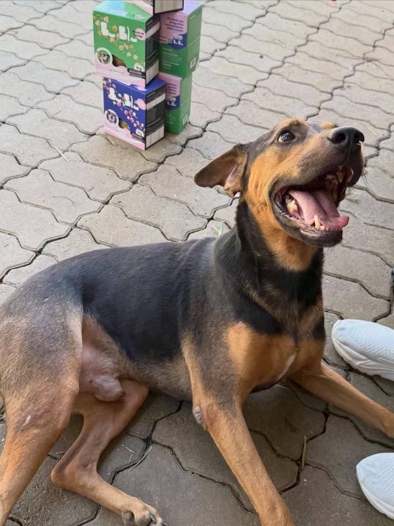 Gauchinho, cachorro de porte grande para adoção em Bento Gonçalves - RS