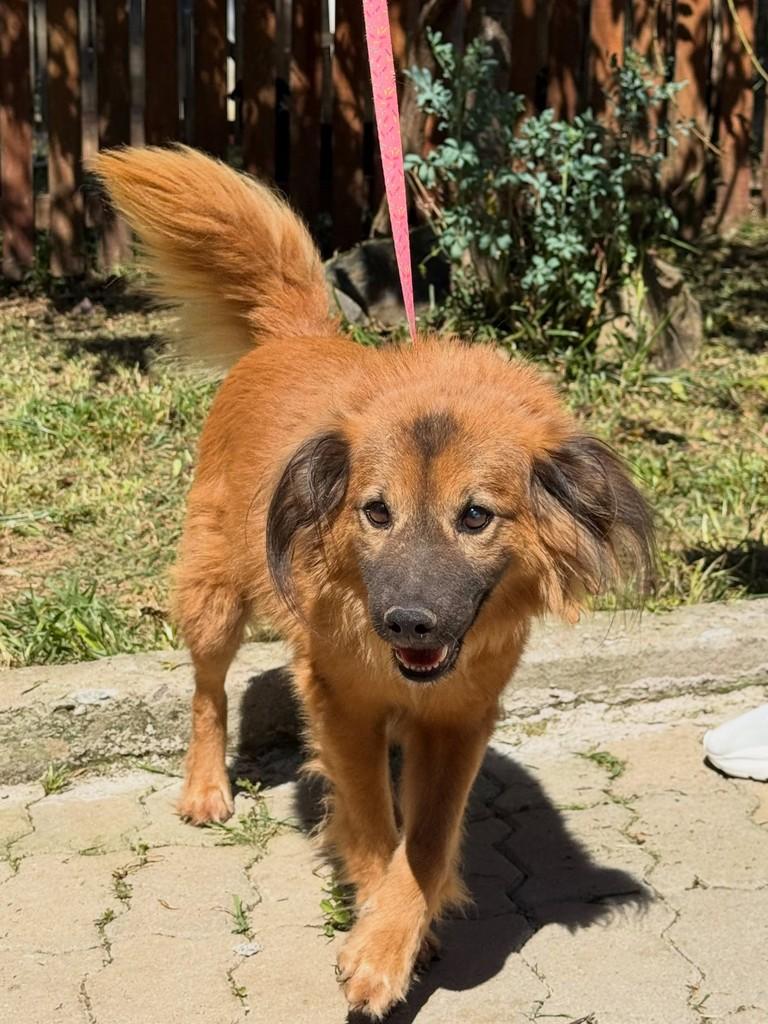 Chernobyl, cachorro de porte médio para adoção em Porto Alegre - RS