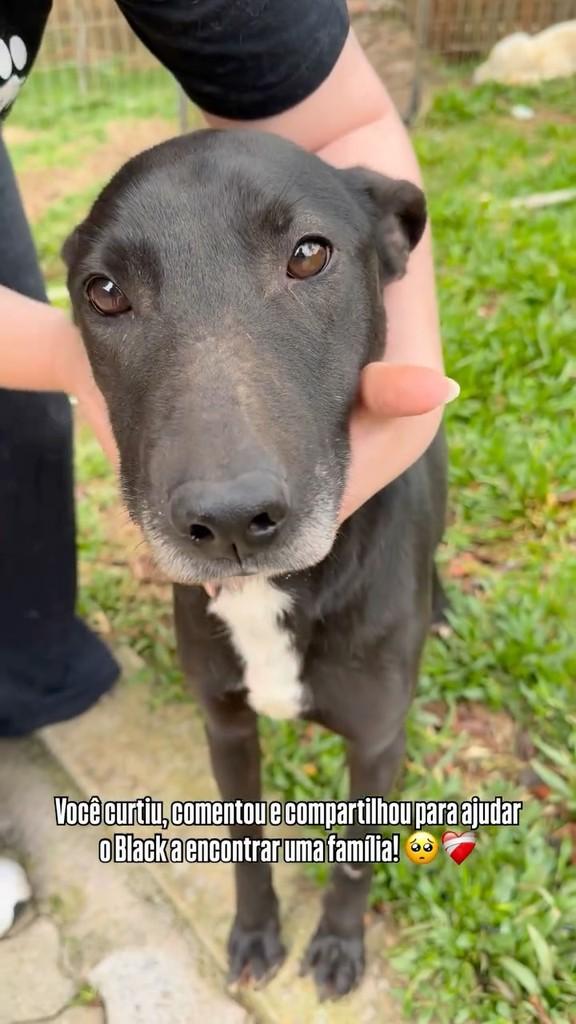 Black, cachorro de porte grande para adoção em Bento Gonçalves - RS