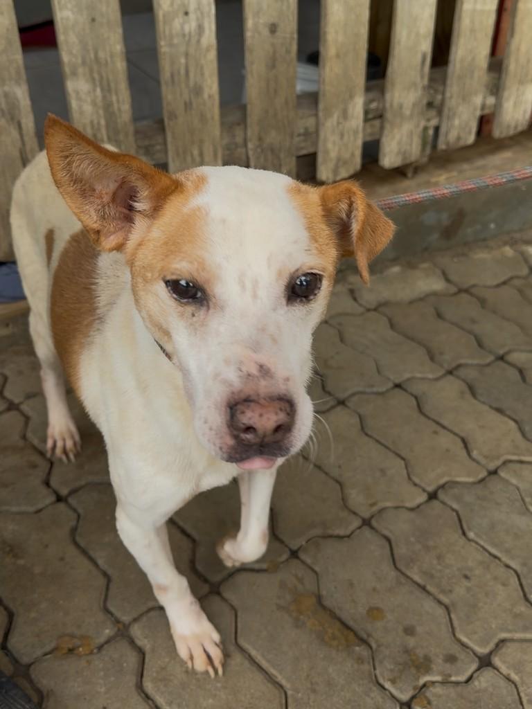 Scoby, cachorro de porte pequeno para adoção em Bento Gonçalves - RS