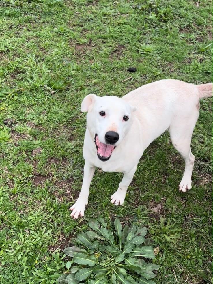 Pitlata, cachorro de porte médio para adoção em Bento Gonçalves - RS