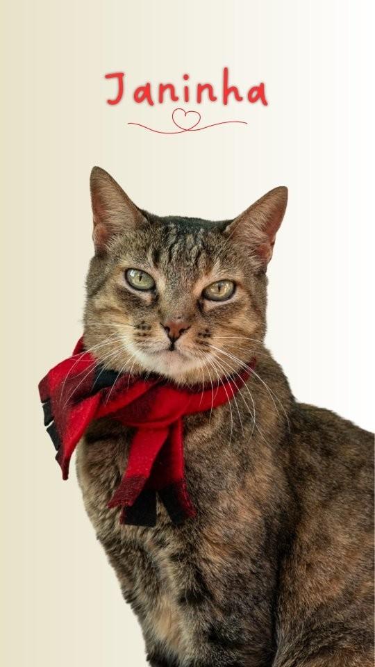 Janinha, gato de porte médio para adoção em São Paulo - SP