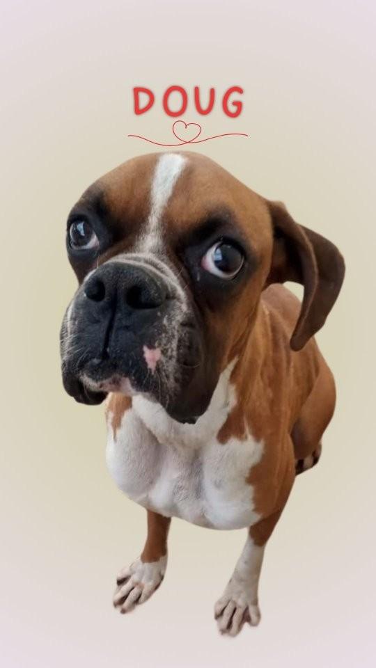 Doug, cachorro de porte grande para adoção em São Paulo - SP