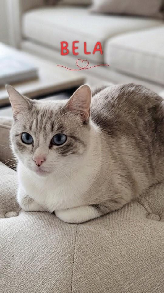 Bela, gata de porte pequeno para adoção em São Paulo - SP