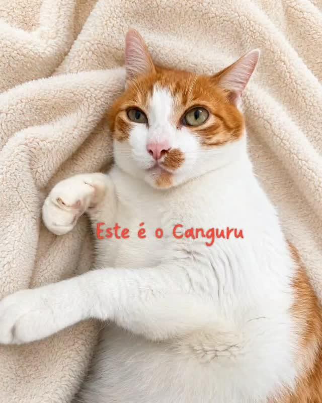 Canguru, gato de porte médio para adoção em São Paulo - SP