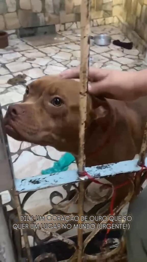 Dily, cadela de porte médio para adoção em Araras - SP