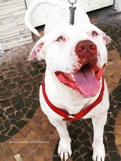 Oslo, cachorro de porte grande para adoção em Araras - SP