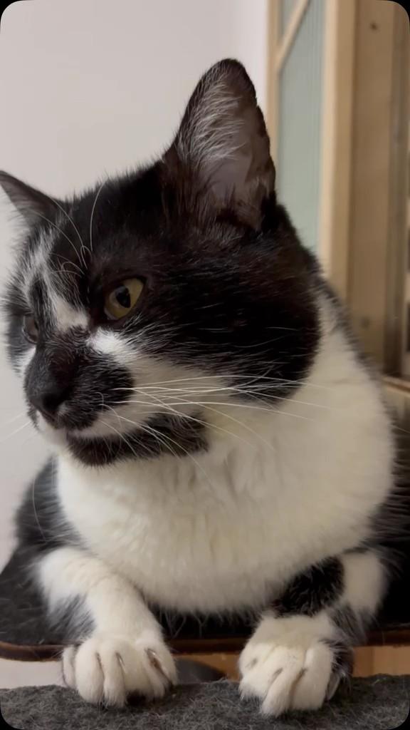 Oreo, gato de porte médio para adoção em Araras - SP
