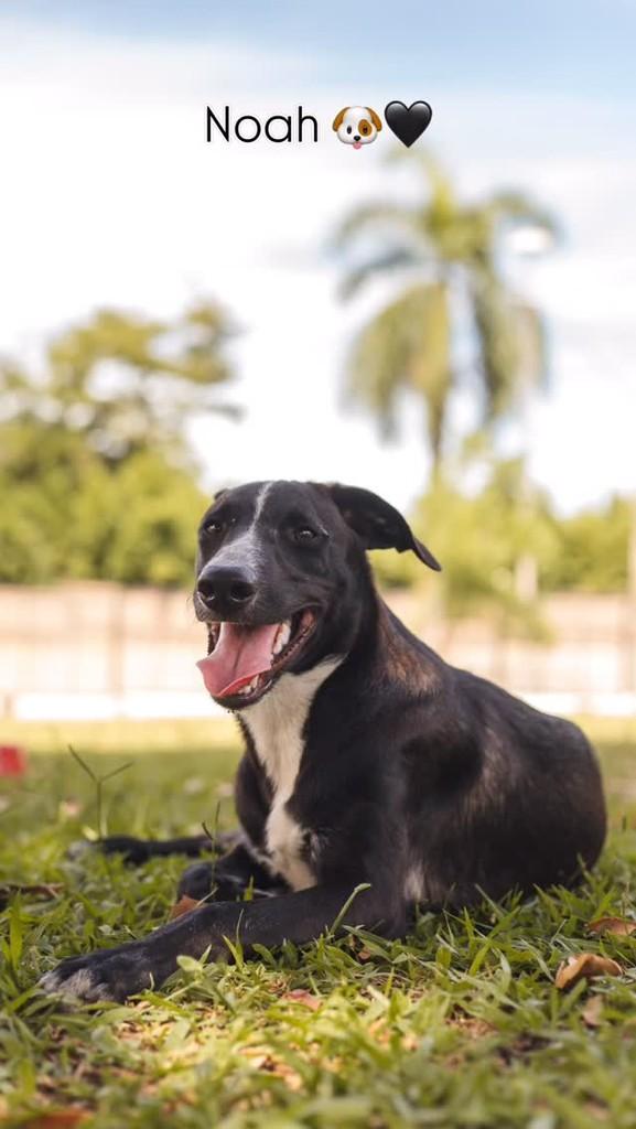 Noah, cachorro de porte grande para adoção em Araras - SP