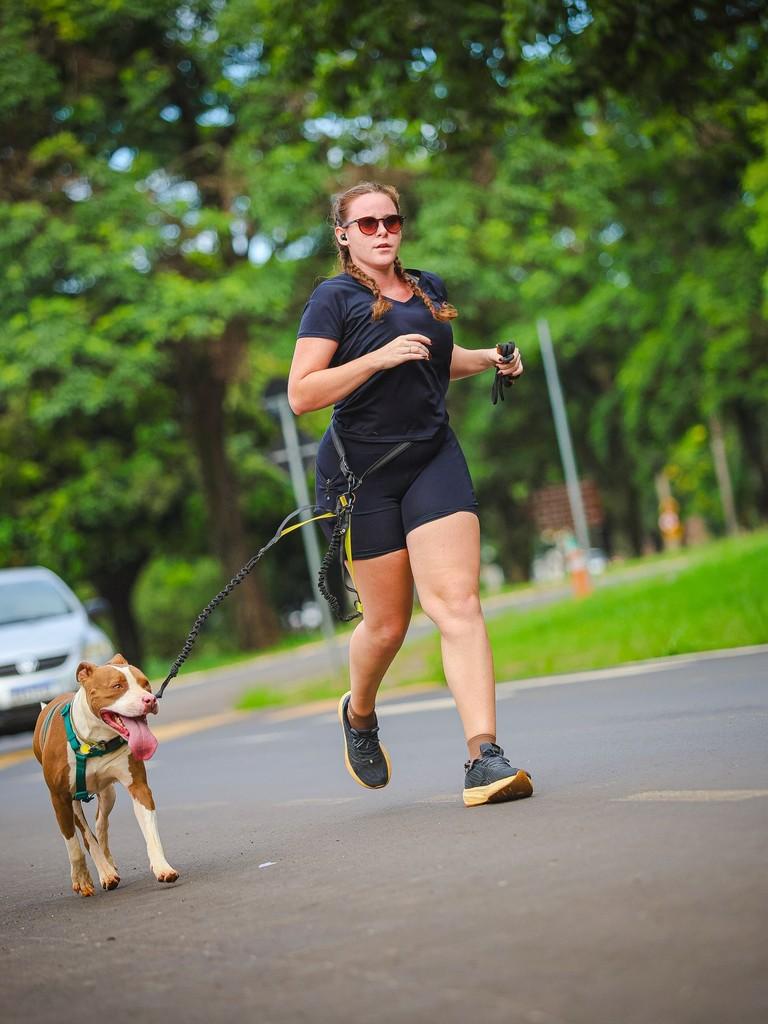 Bull, cachorro de porte médio para adoção em Araras - SP