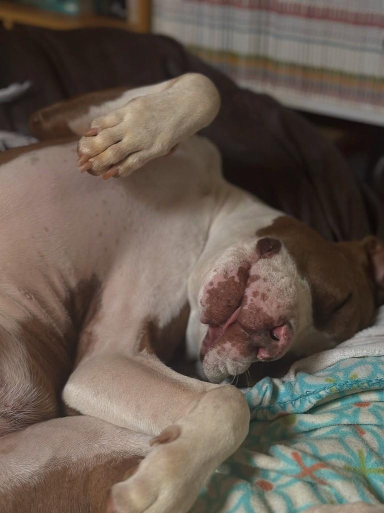 Bull, cachorro de porte médio para adoção em Araras - SP — foto 4 de 9