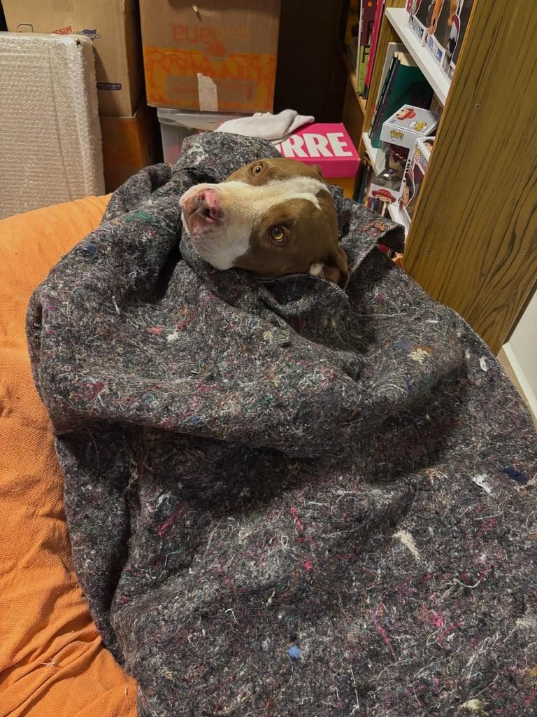 Bull, cachorro de porte médio para adoção em Araras - SP — foto 5 de 9