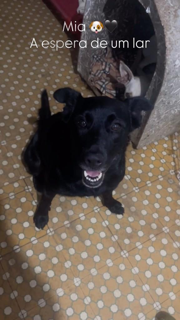 Mia, cadela de porte médio para adoção em Araras - SP