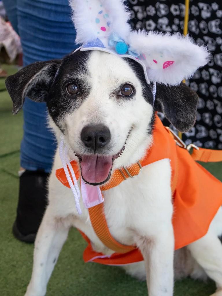 Margo, cachorro de porte médio para adoção em Japeri - RJ