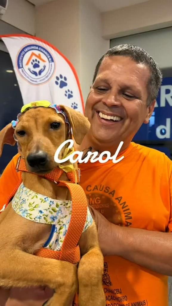Carol, cachorro para adoção em Japeri - RJ
