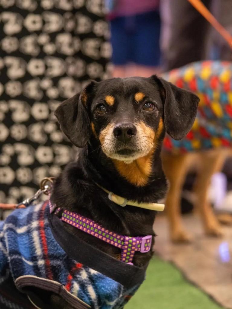 Isaías, cachorro de porte médio para adoção em Japeri - RJ